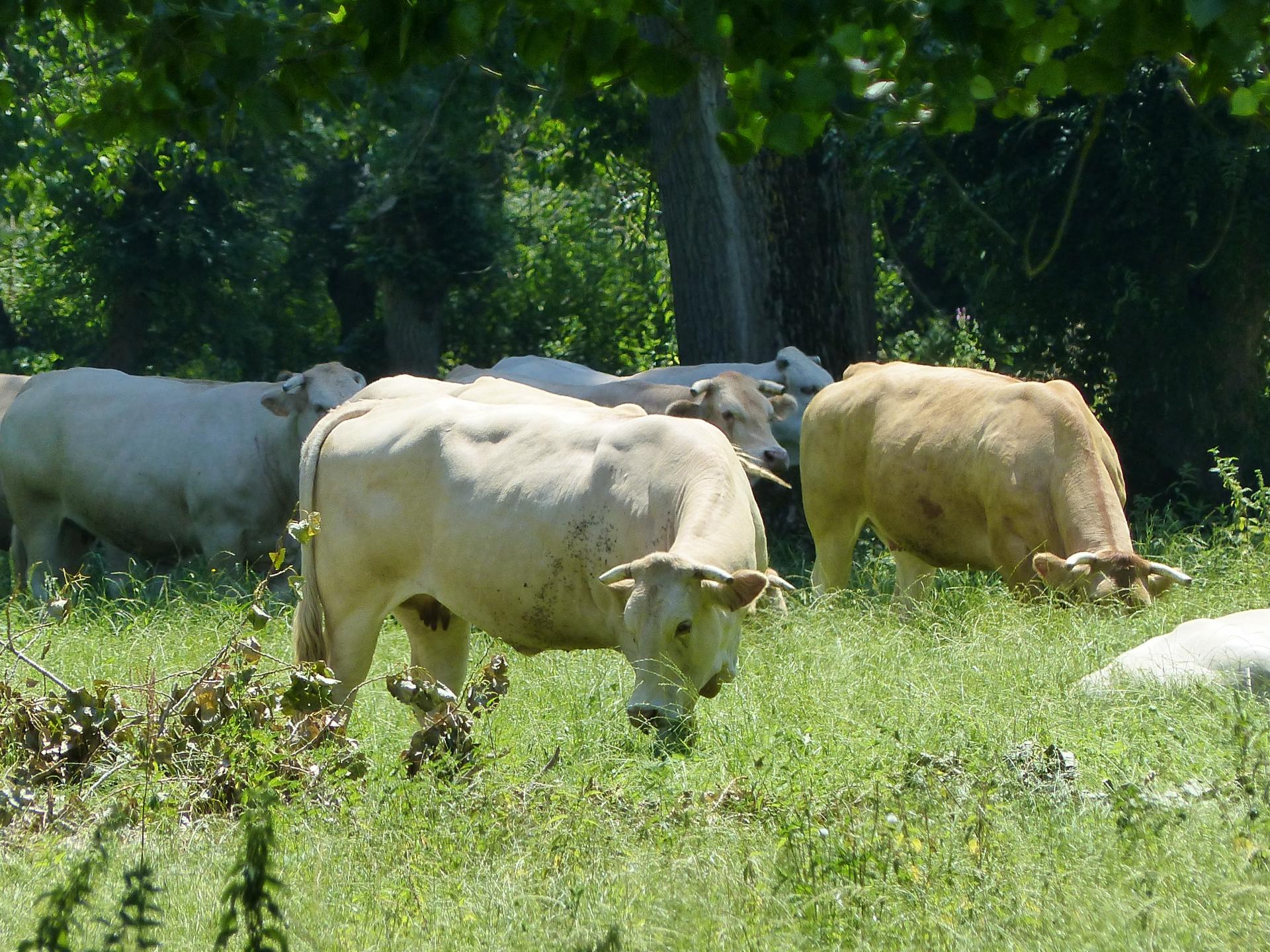 Les vaches maraîchines