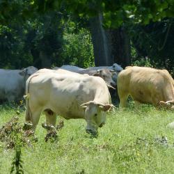 Les vaches maraîchines