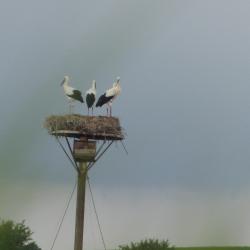c'est une légende, les cigognes en Alsace