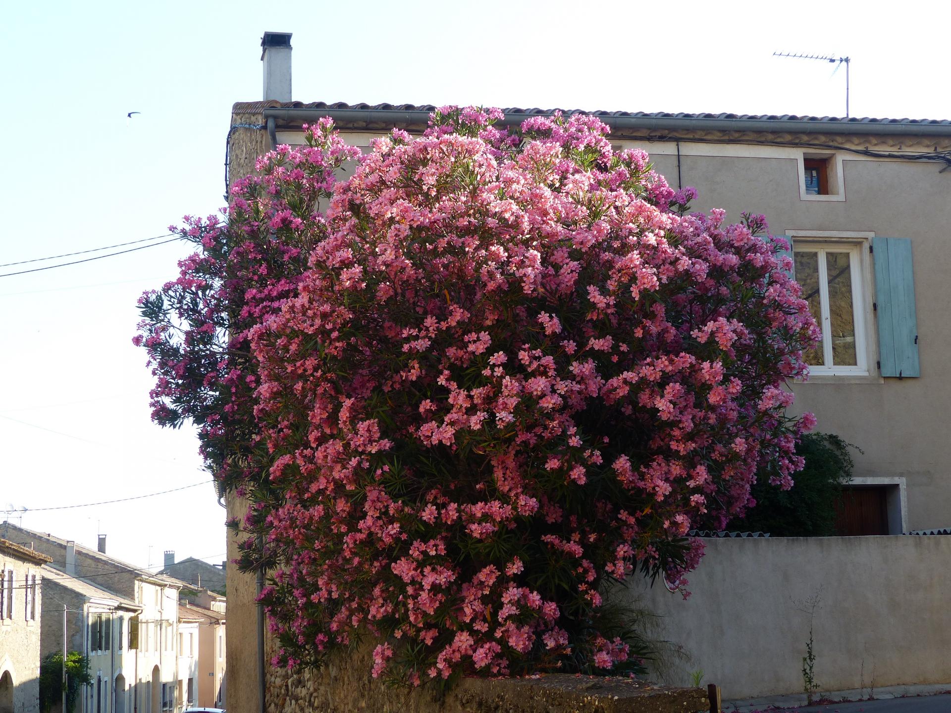 l'un des lauriers fleurs