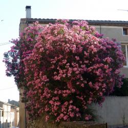 l'un des lauriers fleurs