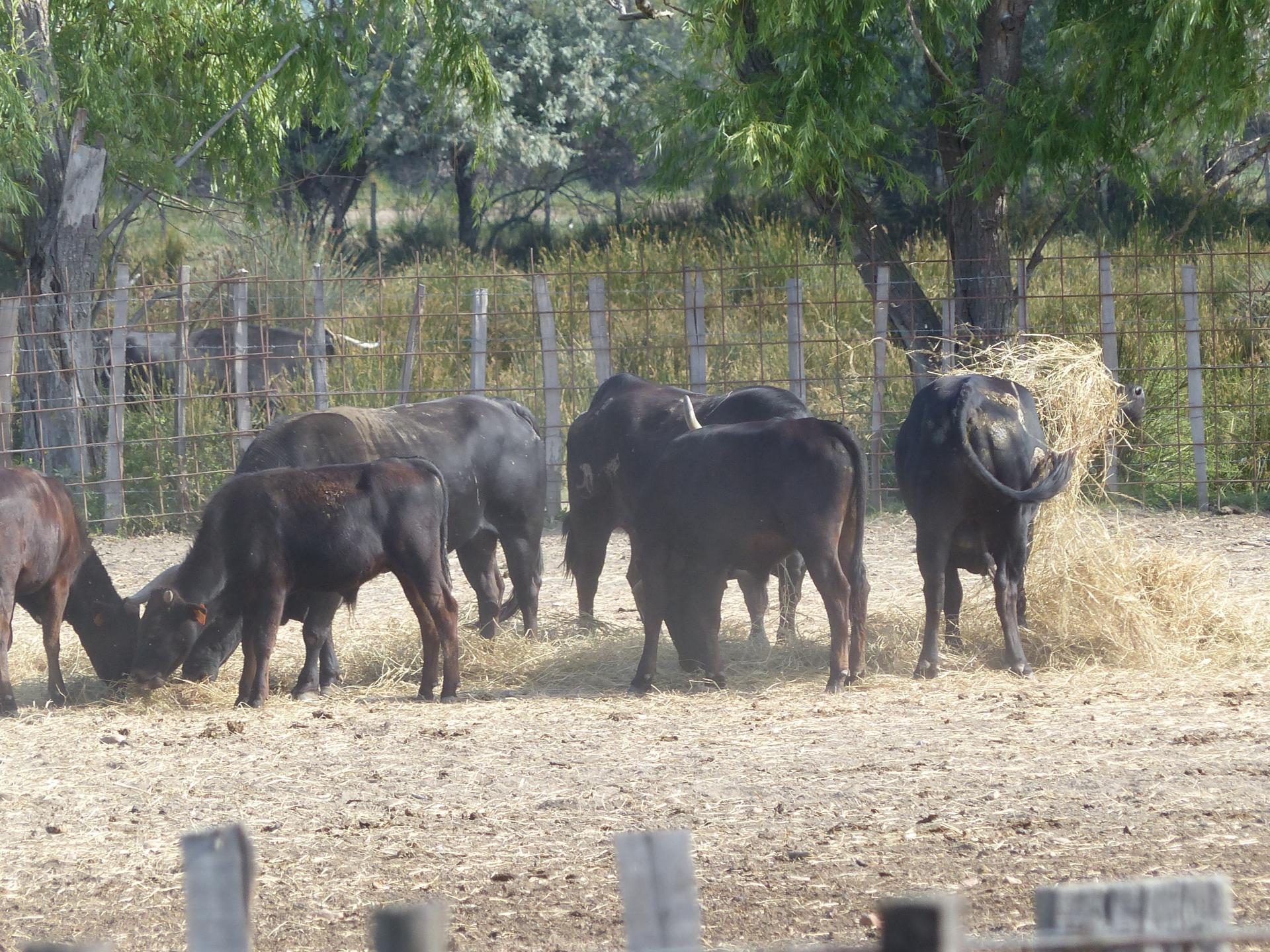 Les taureaux camarguais