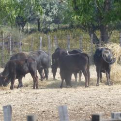 Les taureaux camarguais