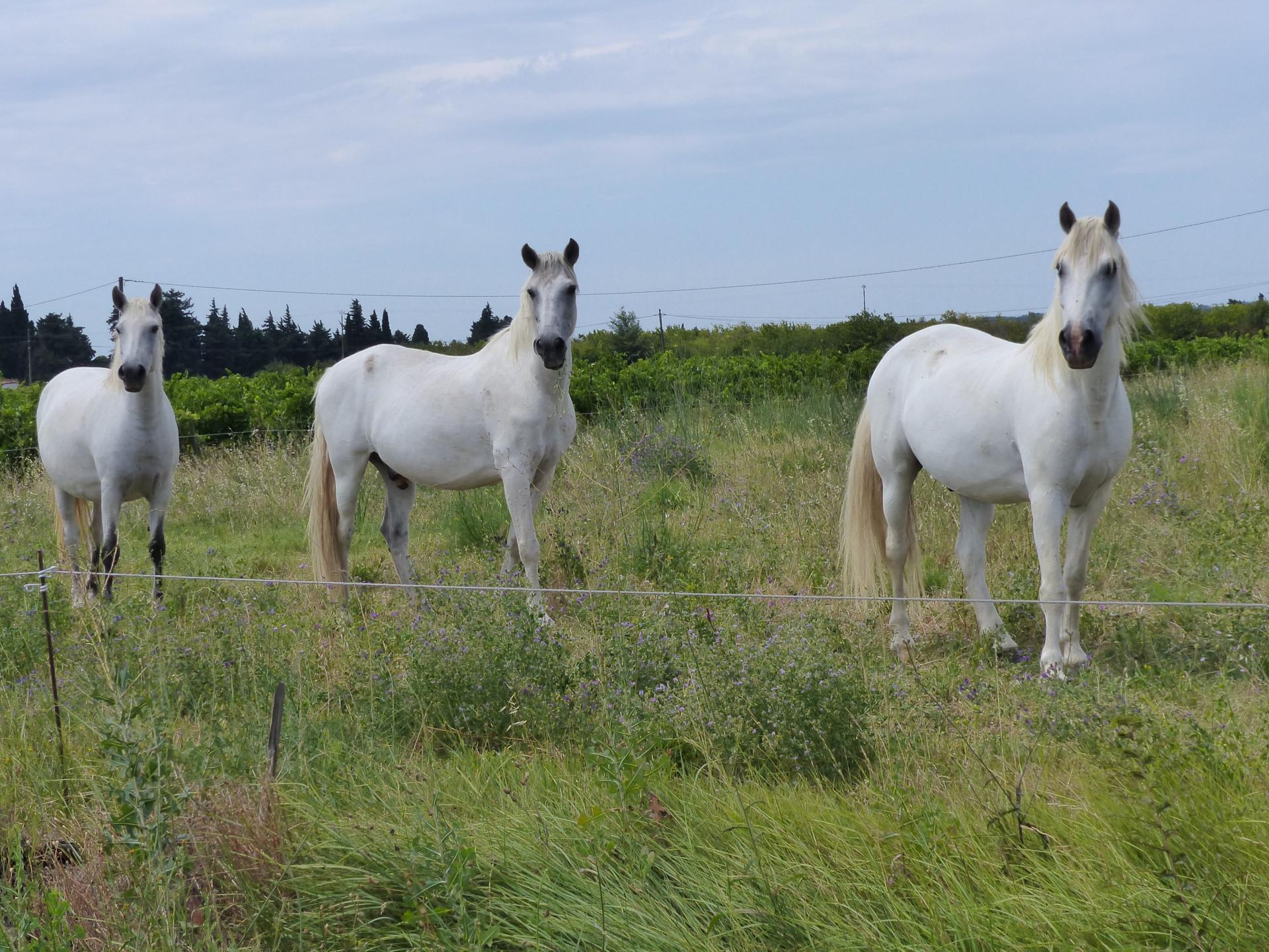 Les chevaux de Camargue