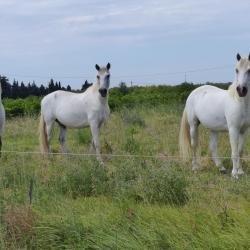 Les chevaux de Camargue