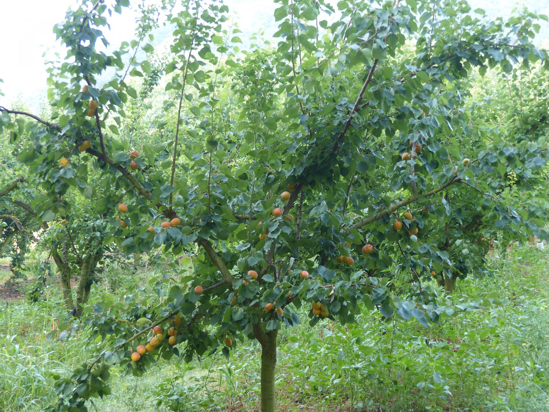 Les abricotiers chargés en fruits