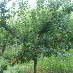 Les abricotiers chargés en fruits