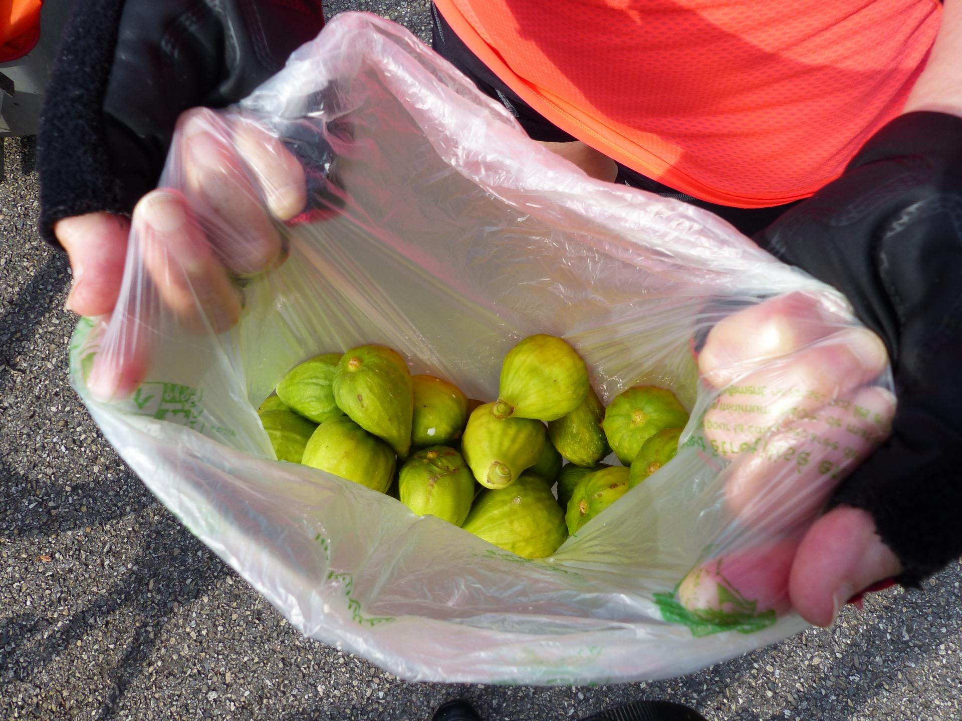 Cueillette de figues sauvages