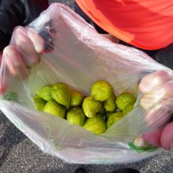 Cueillette de figues sauvages