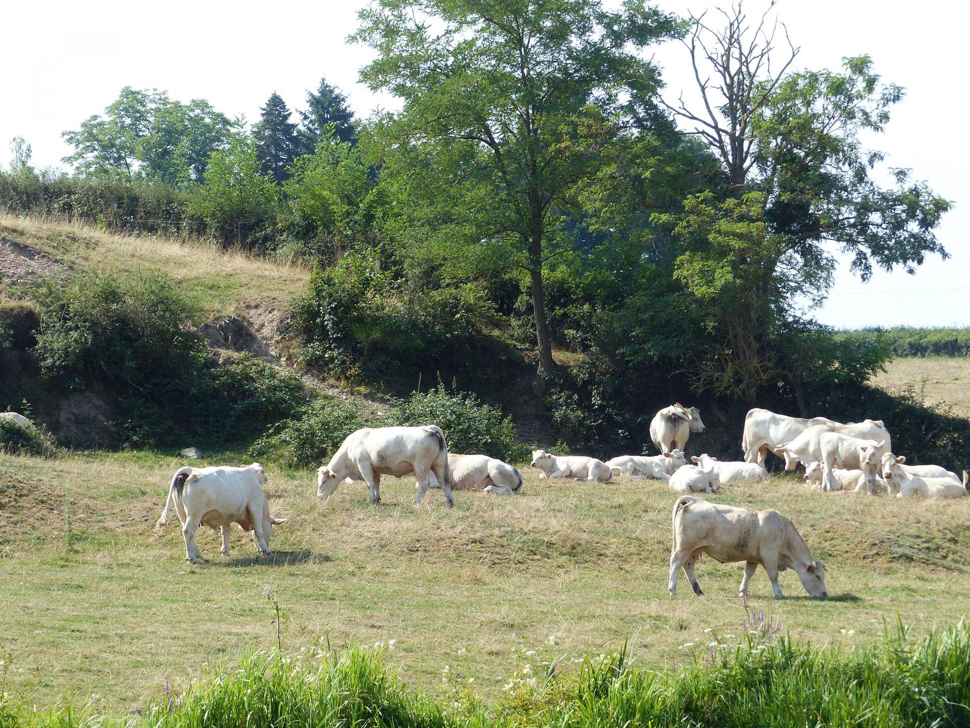 Les charolaises