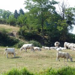 Les charolaises