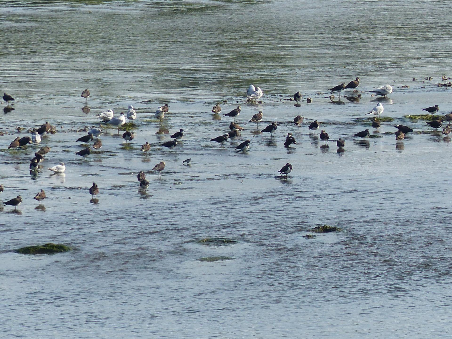 Les oiseaux sur la Loire