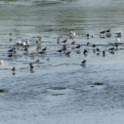 Les oiseaux sur la Loire