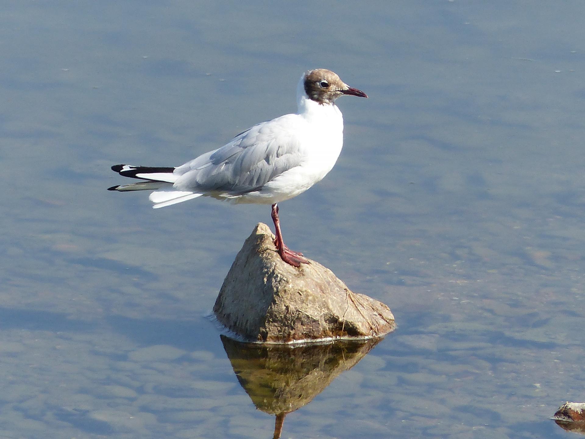 Je suis un oiseau ligérien