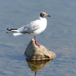 Je suis un oiseau ligérien
