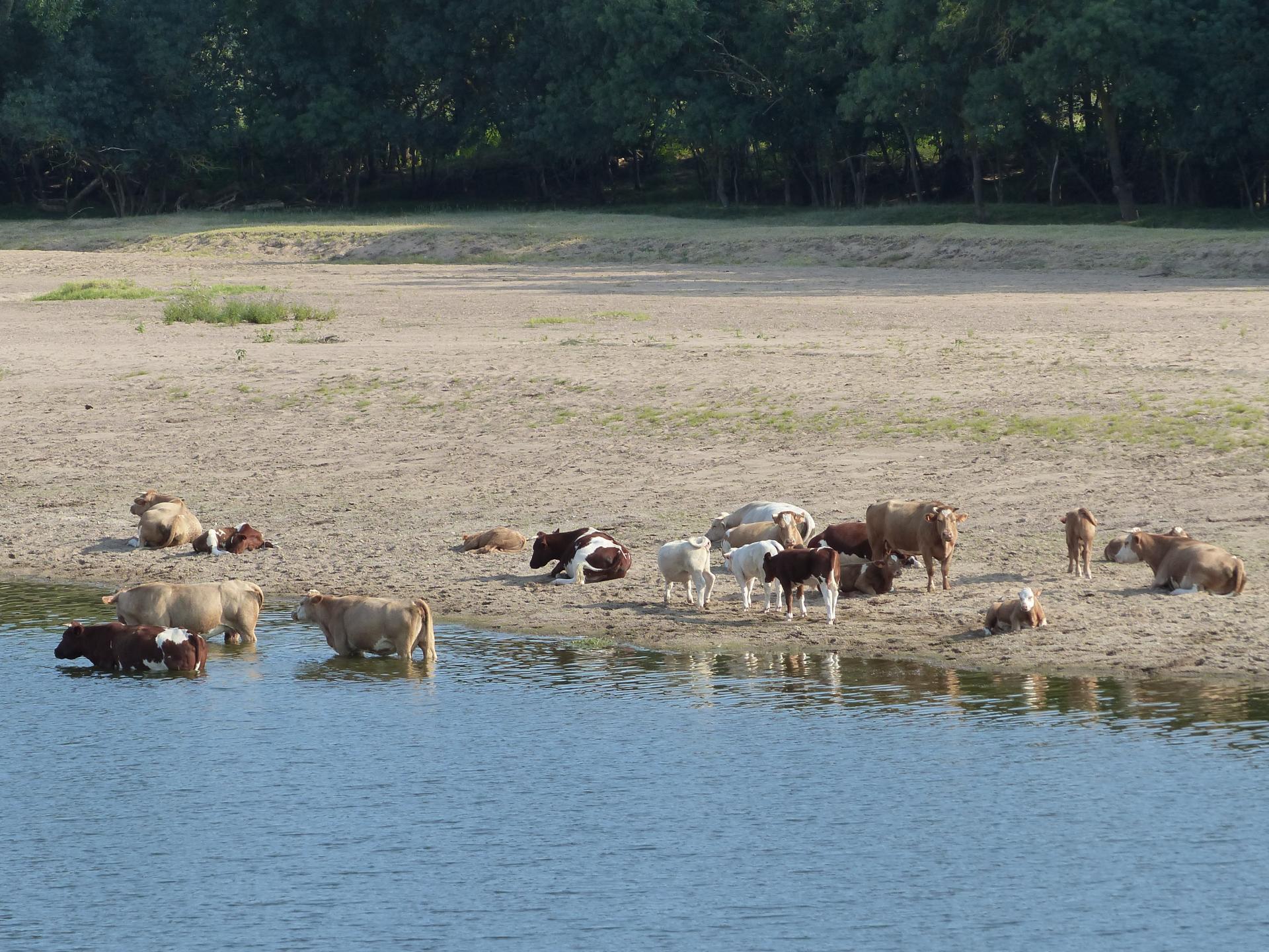Les vaches à la plage