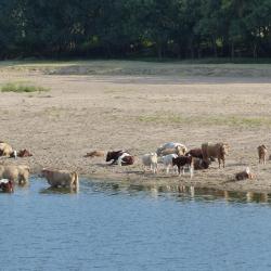 Les vaches à la plage