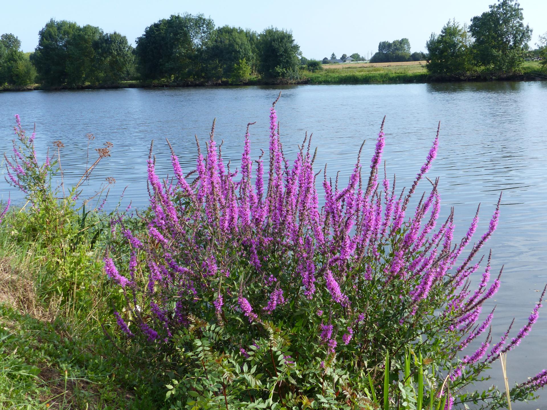 La Mayenne