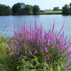 La Mayenne